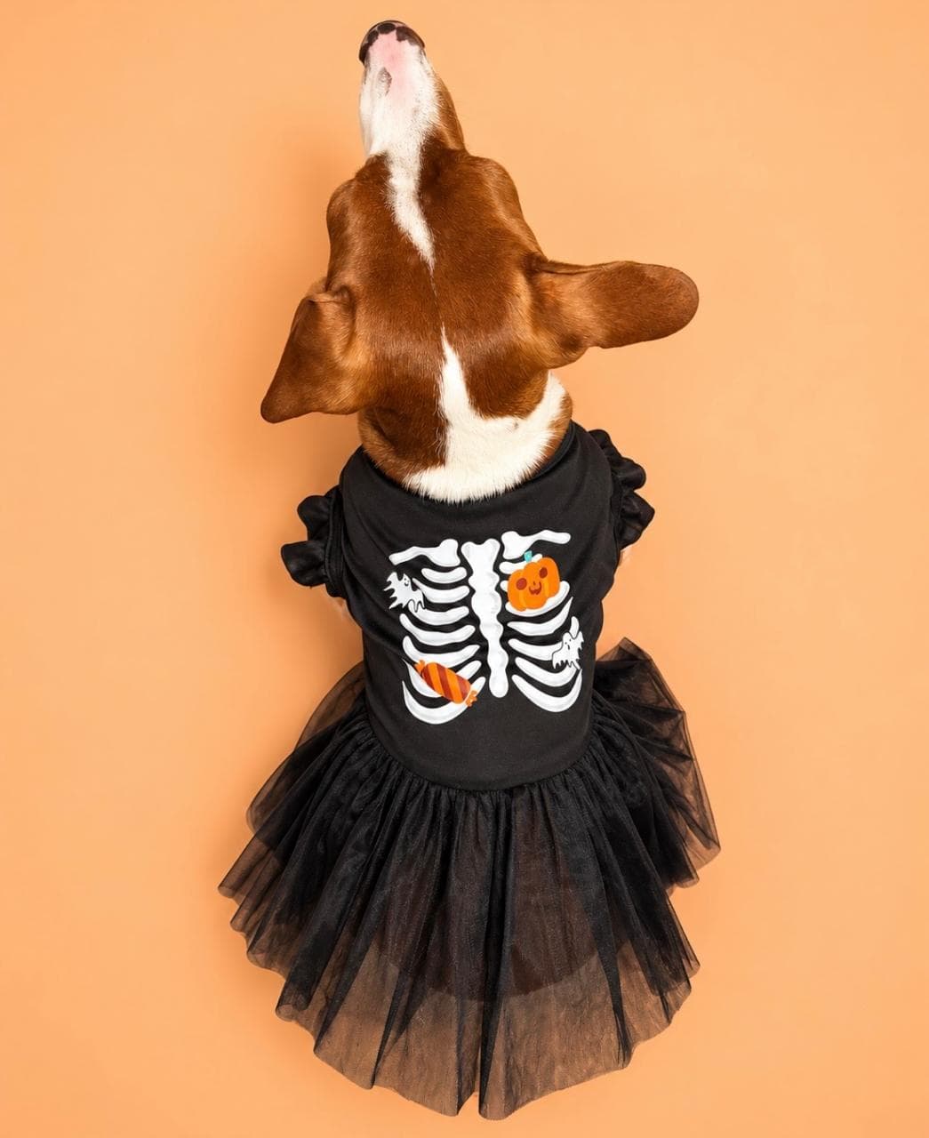 Perro con vestido negro de esqueleto